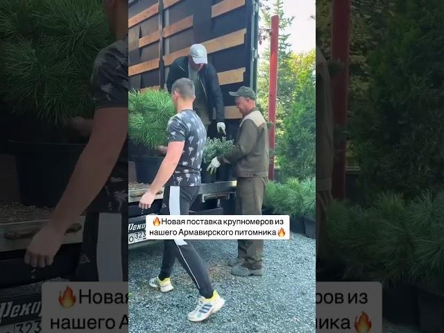 Садовый центр в Ростове ждёт вас #ростовнадону #озеленениеростов #питомникрастений #садоводство