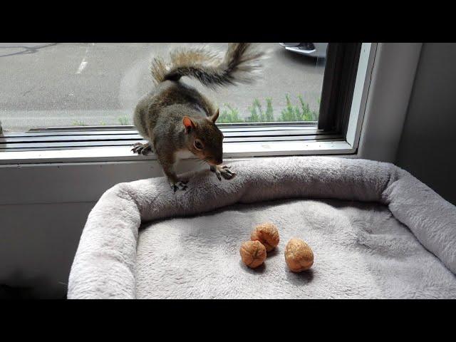 Squirrel comes inside again and finds nuts in the cat's bed