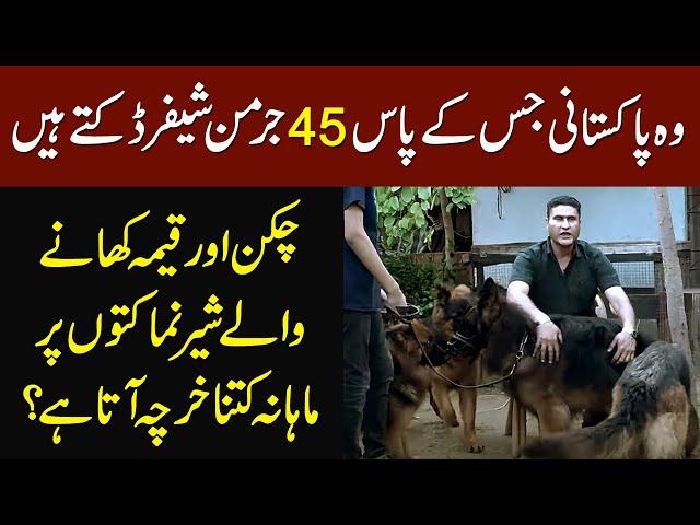 This Pakistani Owns 45 German Shepherd - How Much He Spends Daily on Their Food?