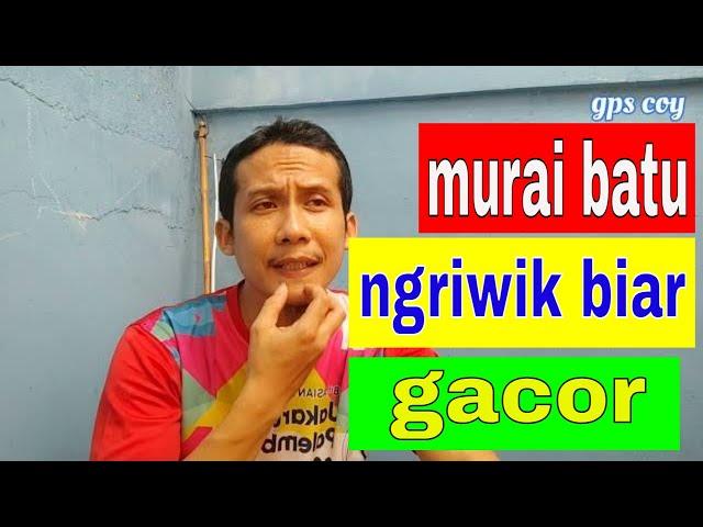 cara merawat burung murai ngeriwik agar cepat gacor