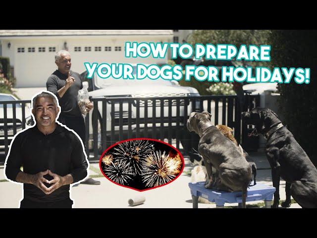 How To Prepare & Keep Your Pets Safe For July 4th Fireworks