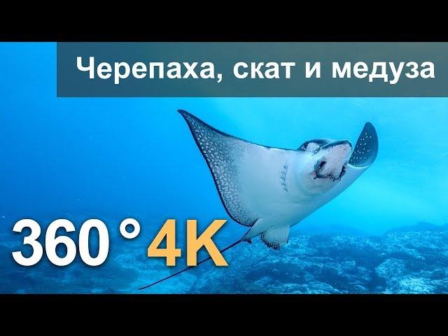 360°, Diving with turtle, stingray and jellyfish. 4K underwater video. Russian voice over