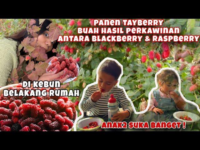 PANEN BUAH TAYBERRY ANAK DARI BLACKBERRY DAN RASPBERRY DI KEBUN BELAKANG RUMAH