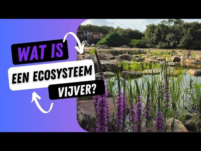 Waarom is een ecosysteem vijver de beste vijver die je kan aanleggen?