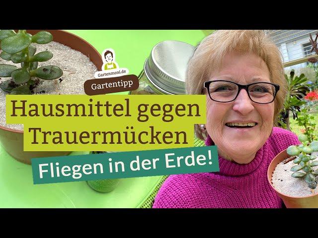 Was tun bei Trauermücken? Lästige Fliegen in der Blumenerde mit Hausmitteln vorbeugen und bekämpfen