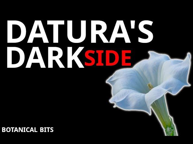 The Dark Side of Datura: A Deceptive Beauty | Short Documentary About the Devil's Trumpet