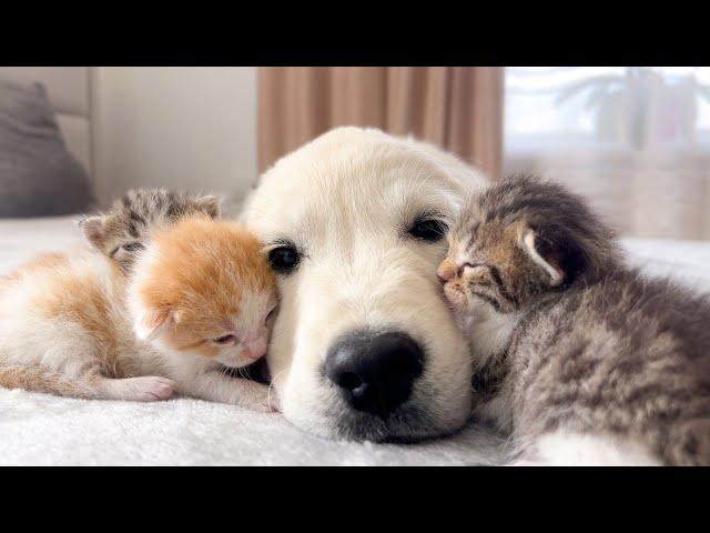 Golden Retriever Puppy and Tiny Kittens [Cuteness Overload]