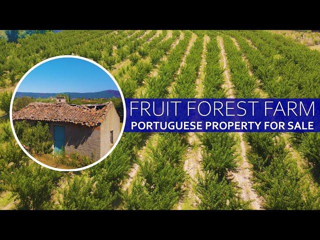 FRUIT FOREST FARM - PROPERTY FOR SALE IN CENTRAL PORTUGAL, ORCHARDS, PONDS AND MORE