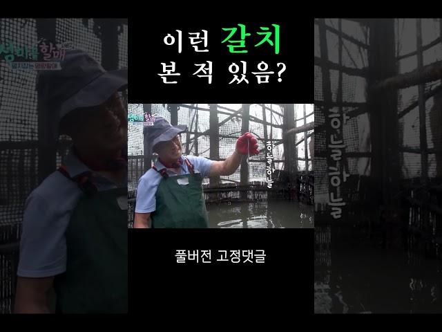 이런 갈치 본 적 있음? #shorts I 섬마을할매 시즌 2