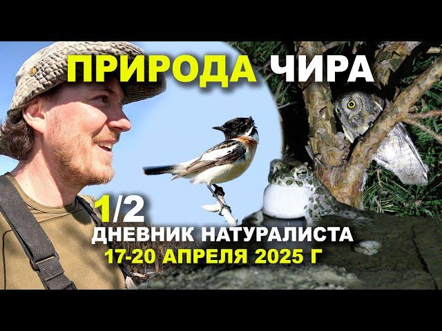 Птицы Чира. Часть 1 из 2. 17-20 апреля 2025 г.