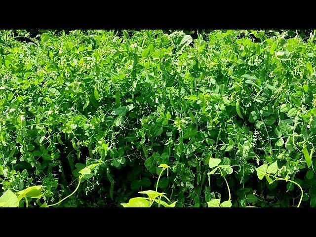 ‍КАК ЛЕГКО И ПРОСТО ПОДВЯЗАТЬ ГОРОХ НА ГРЯДКЕ. СУПЕР СПОСОБ!!