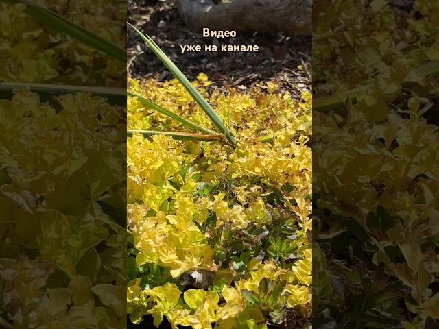 Садовые будни  Зарисовки из моего сада  Mein Garten 