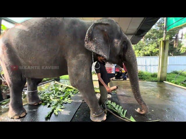 ദുബായിൽ നിന്നും വന്ന അവരുടെ ഇക്കാനെ കണ്ടപോയുള്ള അവരുടെ സ്നേഹം കണ്ടോ | kaveri | shimil malappuram