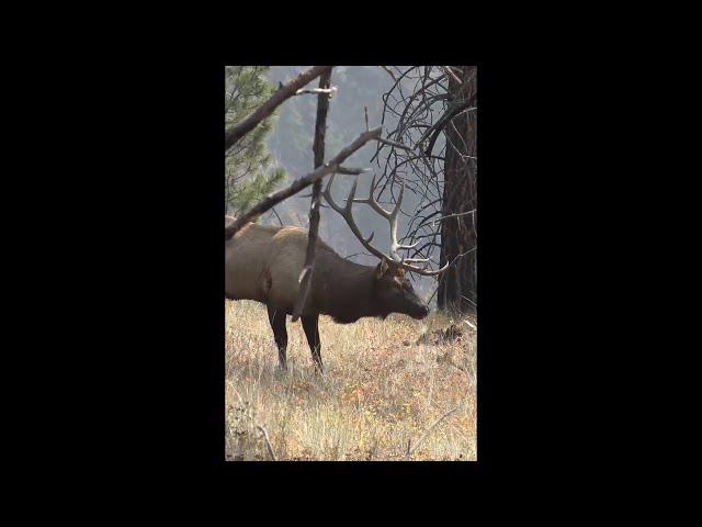 Heart Shot on Big Bull Elk