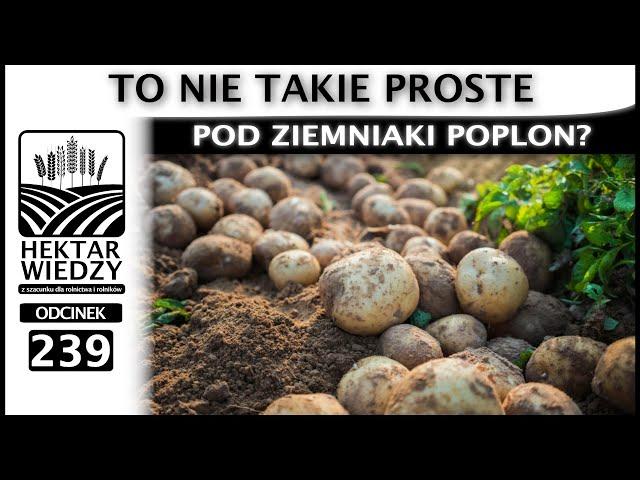 POD ZIEMNIAKI POPLON? TO NIE TAKIE PROSTE. | ODCINEK 239