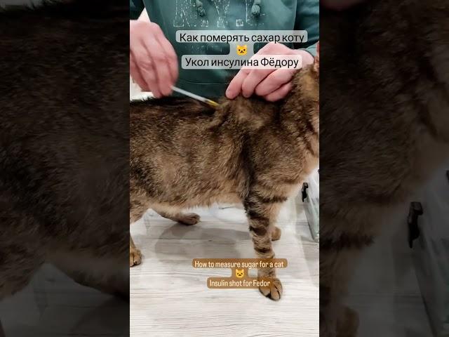 Как померять сахар коту Укол инсулина Фёдору  How to measure sugar for a cat Insulin shot for Fedor