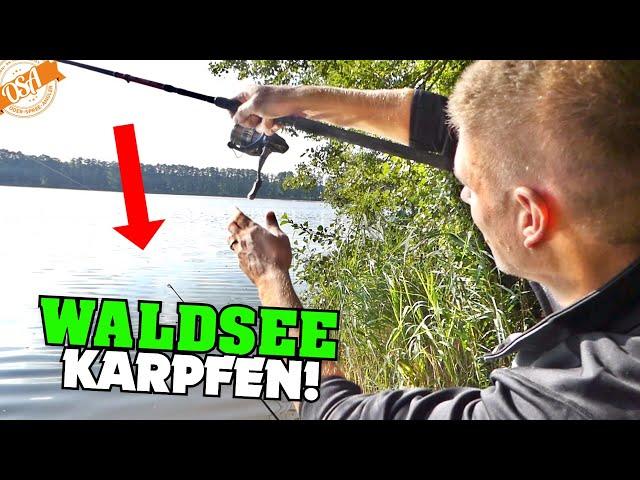 Und ab geht die Post! Angeln auf Waldsee Karpfen mit light Tackle!