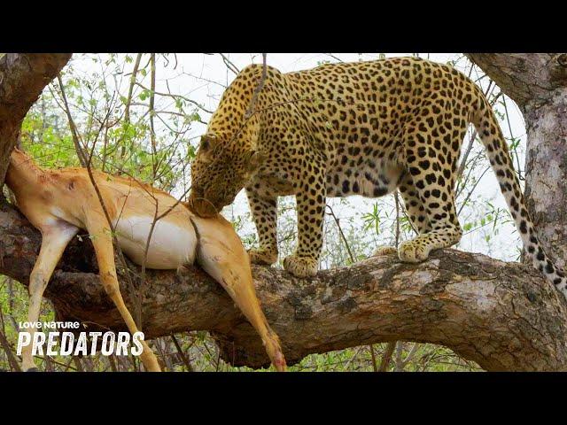 Stealthy Leopard Ambushes Impala and Drags it up Tree | Wildlife Icons 102