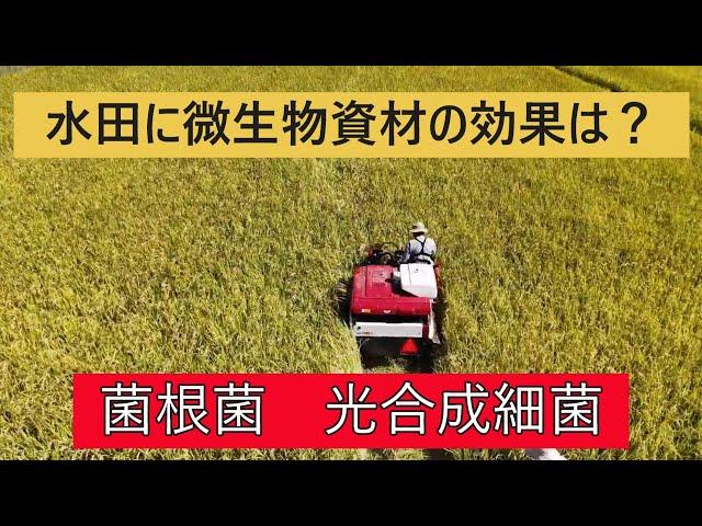 【微生物資材は肥料になるの？】水田に効くか調べました。