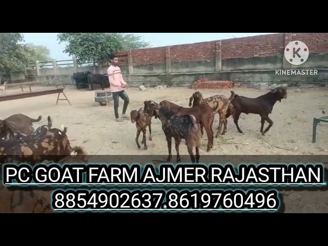 PC GOAT FARM AJMER RAJASTHAN ALL INDIA SUPPLIER MY CONTACT NUMBER 8854902637.8619760496