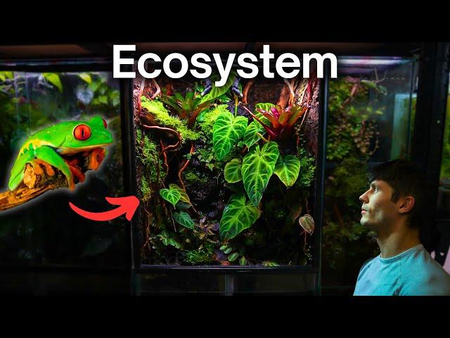 I Made a Jungle Terrarium For a Tiny Frog, Here’s How!