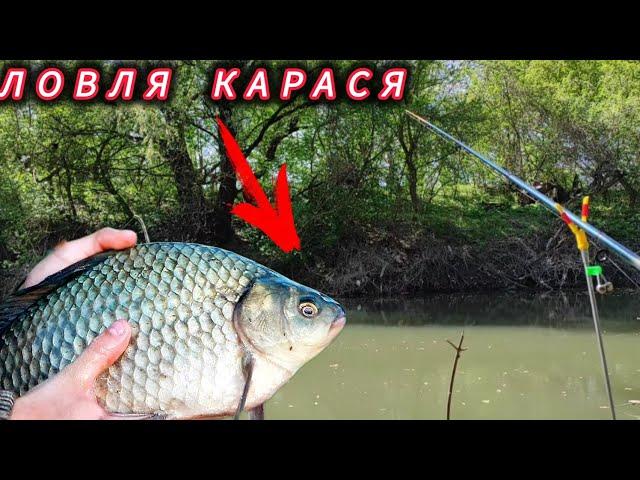 Ловля Карася в не большой реке,Карась крупный поклевки дерзкие.