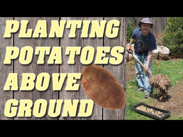 How to Plant Potatoes - No Dig Method