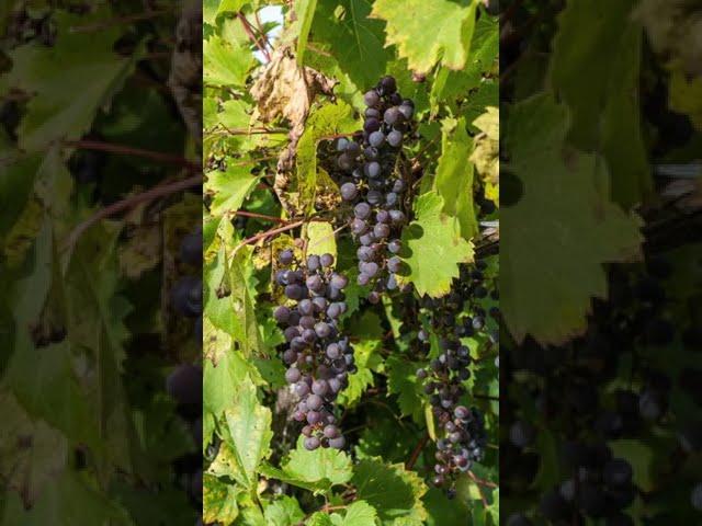 Stomping Grapes At Villa Conti, Northumberland County