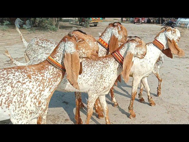 Luddan bakra Mandi pakistan bakra Mandi 2024 goat video 2024 bakriyan bakray 03086171529