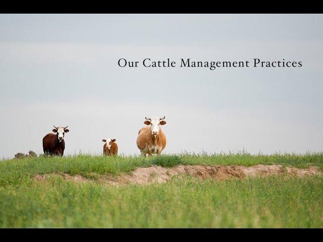 Cattle Management Practices