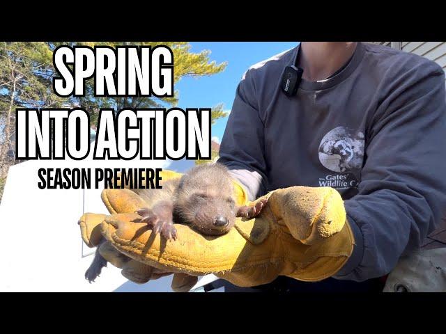 Spring Into Action: Raccoon Removal Season Premiere