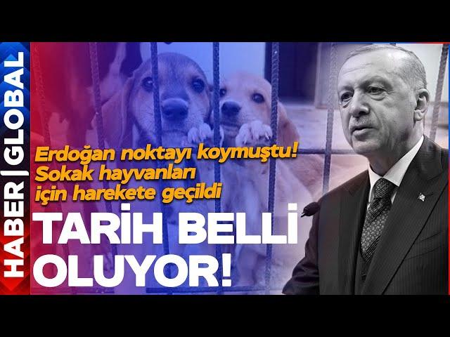 Erdoğan Sokak Hayvanları Tartışmasına Noktayı Koymuştu... Bakan Tunç Bugün Harekete Geçti!