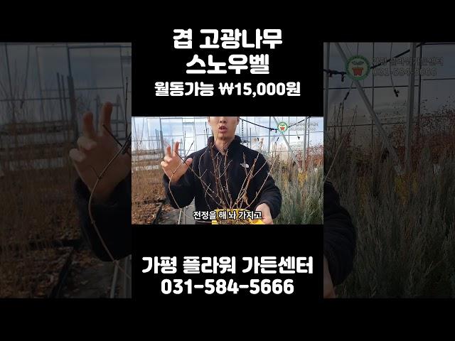 겹꽃에 향도 나는 월동가능 겹 고광나무 스노우벨 보고가세요 ~