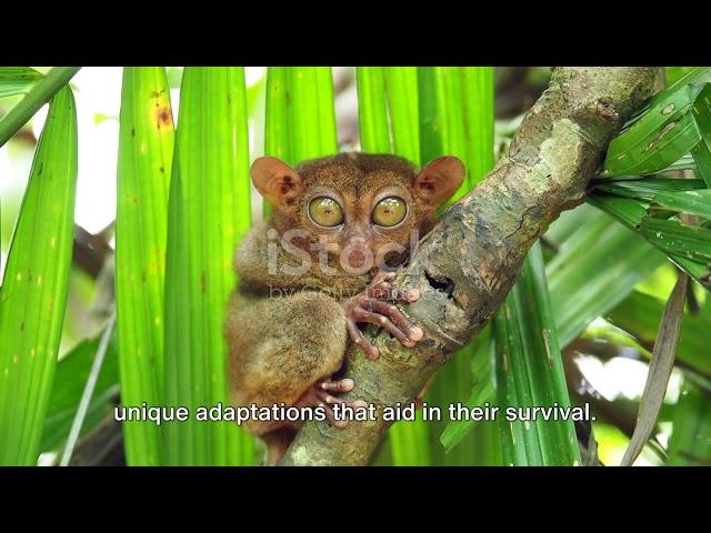 Philippine Tarsiers: The World's Smallest Primates