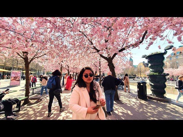 Stockholm Walking Tour  Cherry Blossom 2024 | Kungstrådgården  (#655)