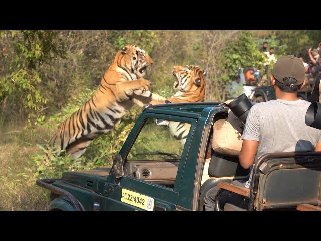 Taru vs Shambhu Part 1 #wildlife #tadoba #forest #tiger #safari #fight #fighting