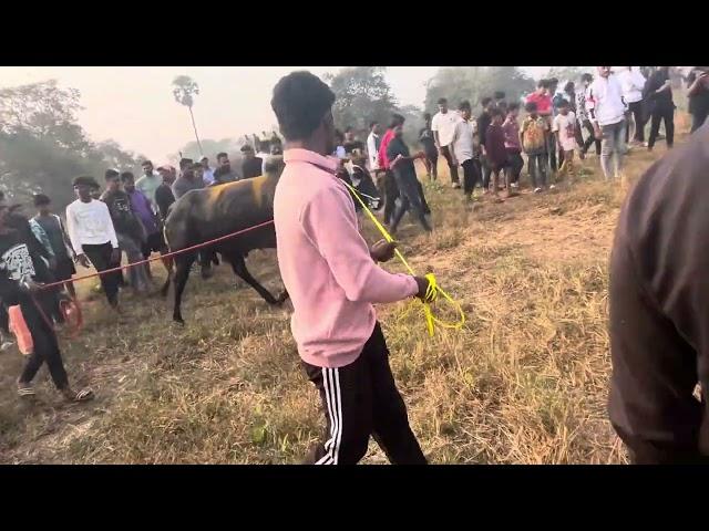 Bull fight  Mora (Bhingri)vs Navlya win Bhingri.