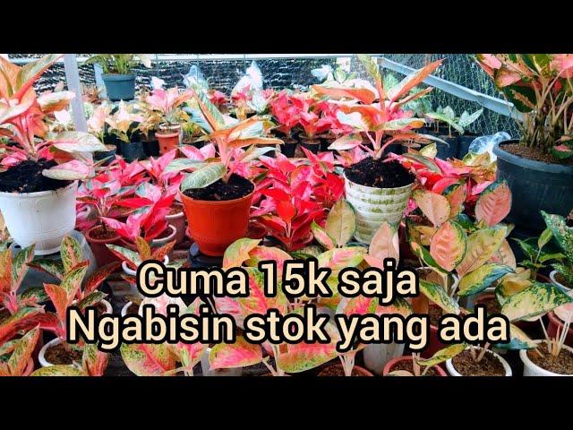 Ready aglonema 15k #tanamanhias .