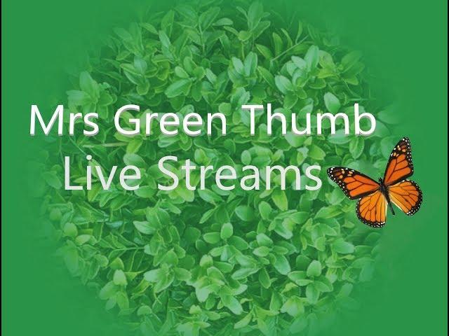 MRS GREEN THUMP LIVESTREAM- CHILL & CHAT