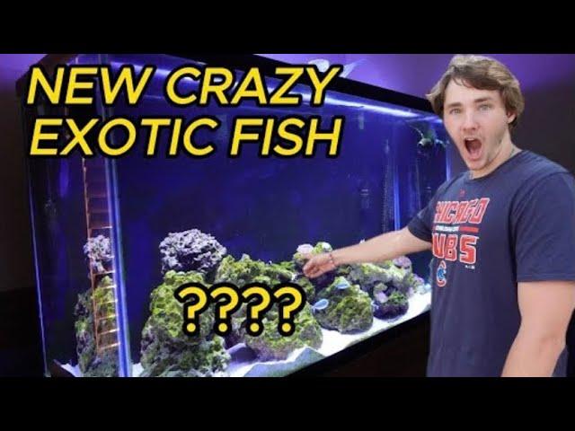 BUYING A CRAZY EXOTIC FISH (GONE WRONG)