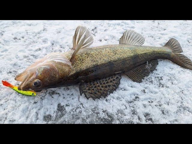 Winter Fishing First Ice Zander Cooking Fish on Fire Bushcraft