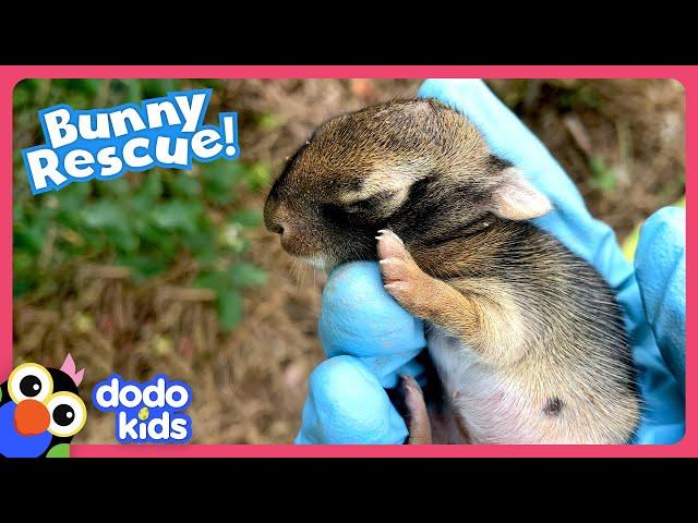 Can We Teach This Baby Bunny How To Be A Wild Rabbit? | Dodo Kids | Rescued!