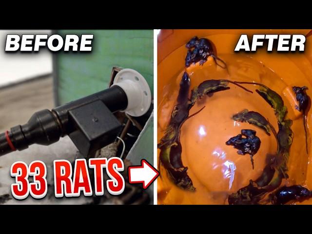 33 RATS SUCKED out of wall with this DEADLY Rat TRAP using Habanero Pepper's!