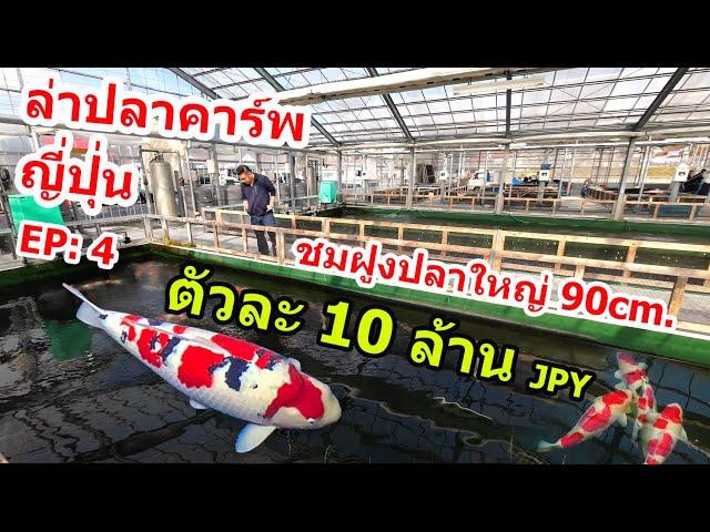 ปลาคาร์พตัวละ 10ล้าน เยน ดูปลาใหญ่บ้านเจ้าของฟาร์ม Sakai fish farm ล่าปลาคาร์พญี่ปุ่น EP:4