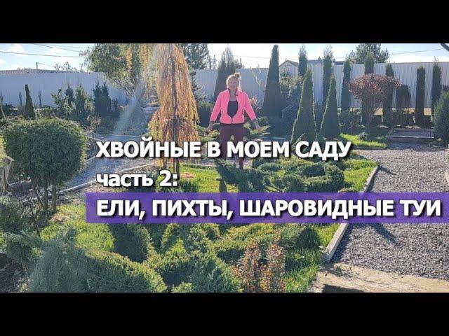 ХВОЙНЫЕ В МОЕМ САДУ. Часть 2: ЕЛИ, ПИХТЫ, ШАРОВИДНЫЕ ТУИ | Хвойные растения в моем саду