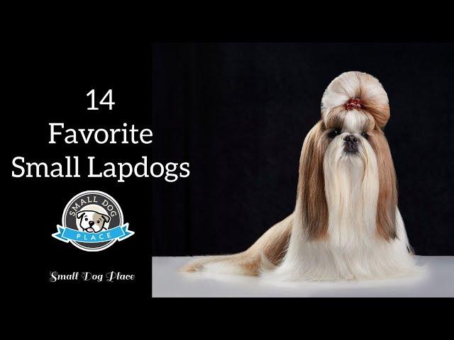 14 Favorite Small Lapdogs