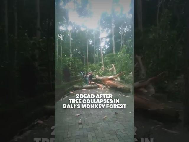 2 tourists killed after tree falls in Bali’s Monkey Forest