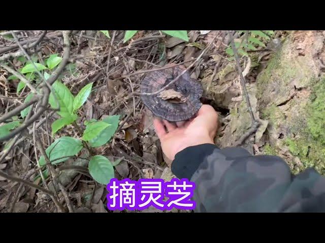 雨锅去摘灵芝，把不知名的蘑菇摘回来，娜姐全部倒掉，阿亮说浪费 了