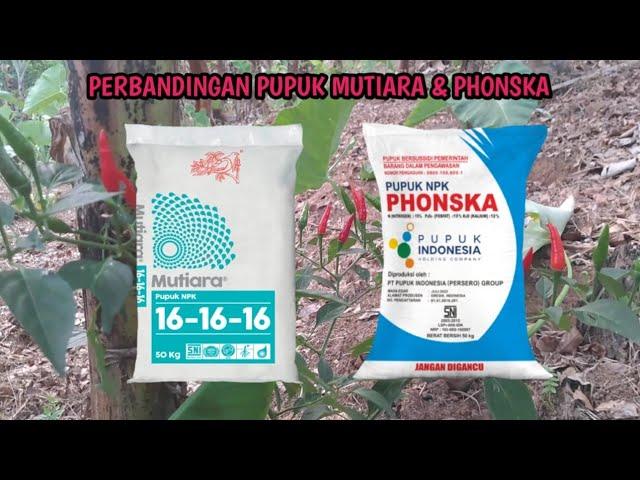 PUPUK NPK MUTIARA & PHONSKA MANA YANG LEBIH BAIK?