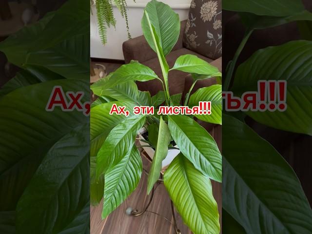 Почему Спатифиллум опустил листья #спатифиллум #цветы #дачныесоветы